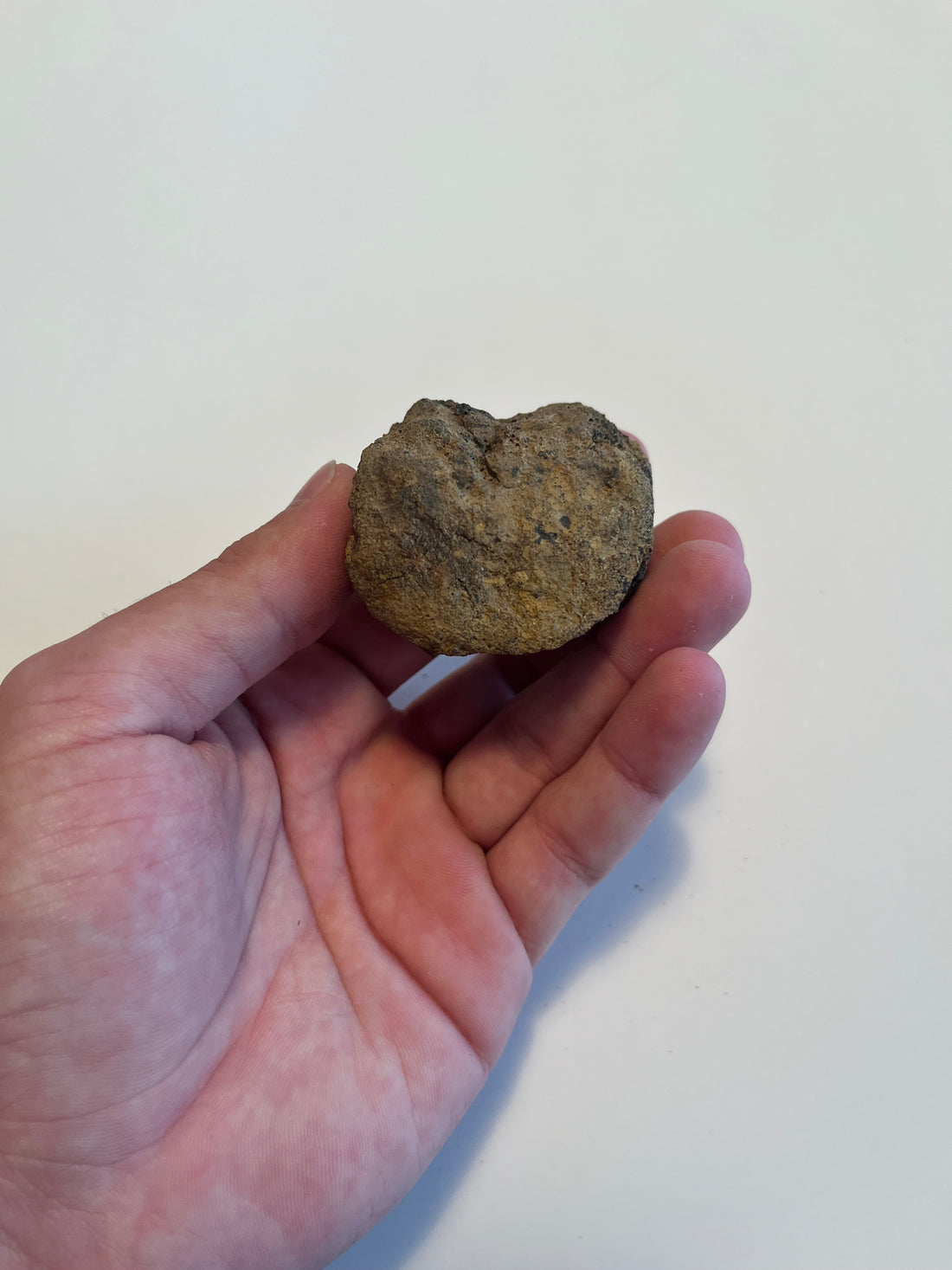 2.5" Hell Creek Fm Worn Edmontosaurus Vertebra