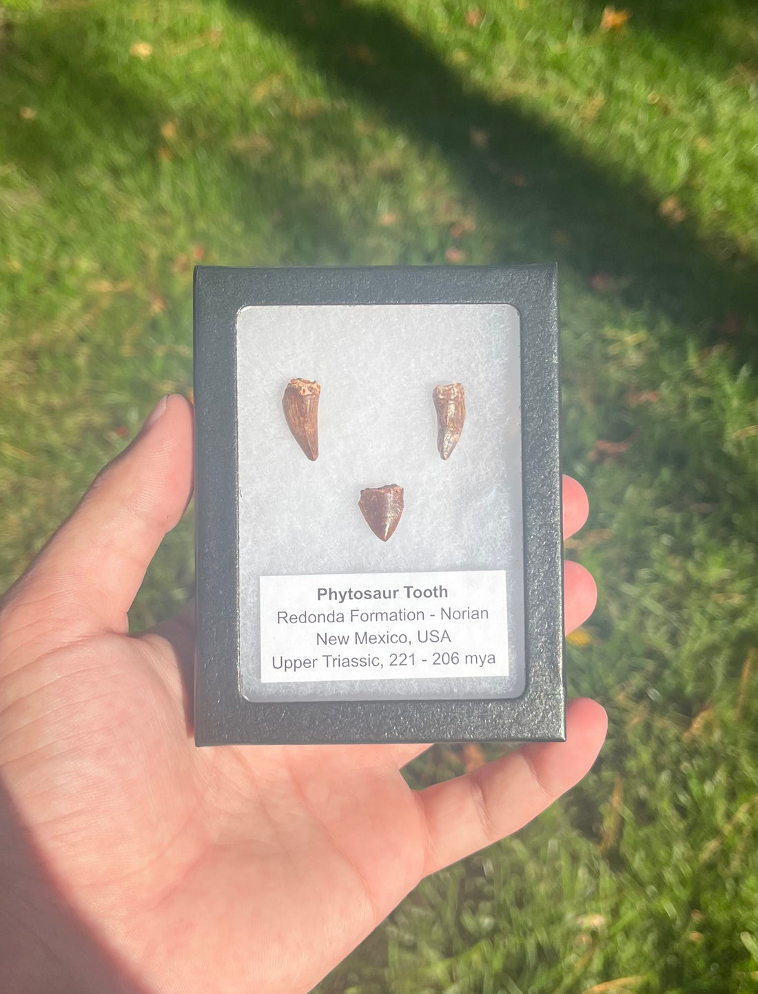 Phytosaur Teeth Triassic Redonda FM, NM