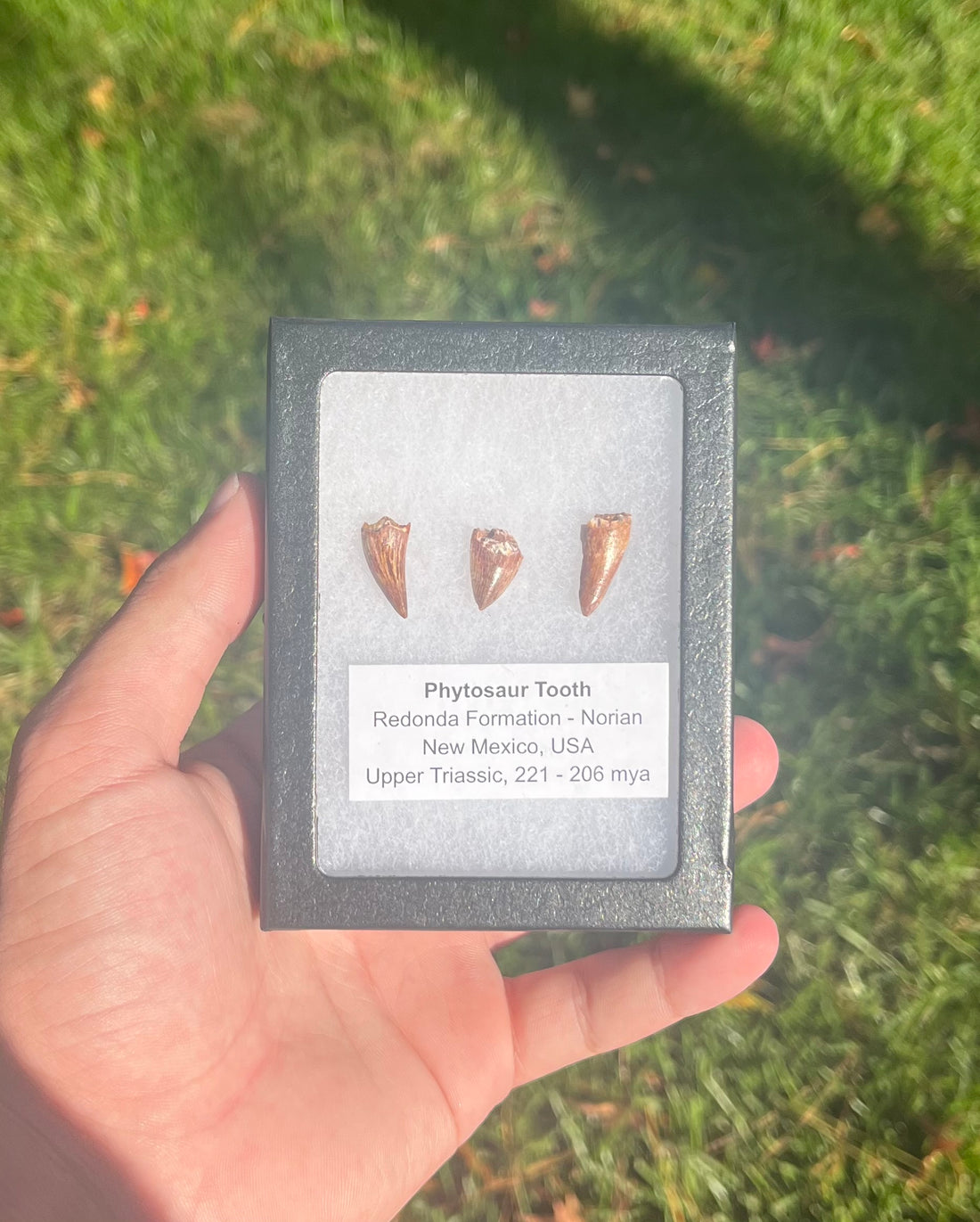 Phytosaur Teeth Triassic Redonda FM, NM