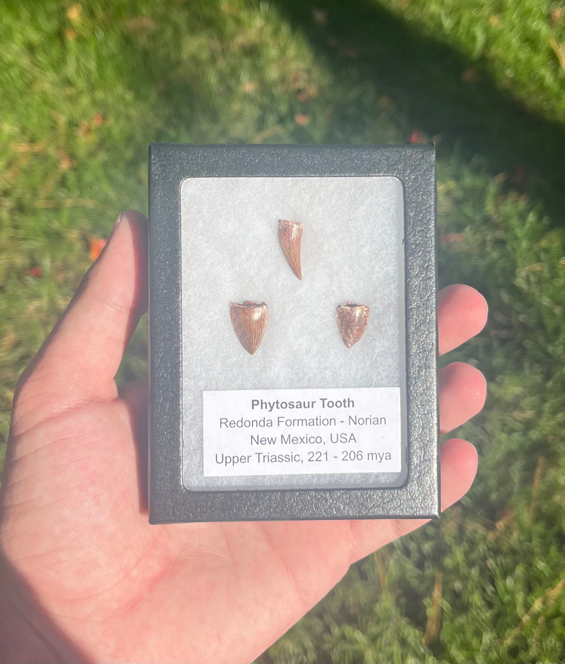 Phytosaur Teeth Triassic Redonda FM, NM