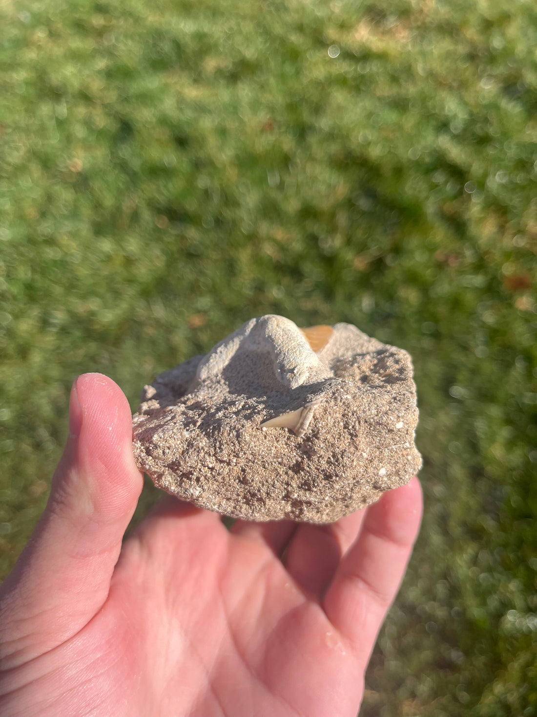 Otodus Tooth - Morocco