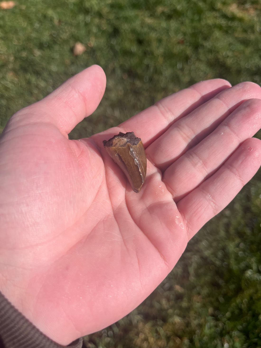 Tyrannosarus Rex Tooth Hell Creek Fm - SOLD