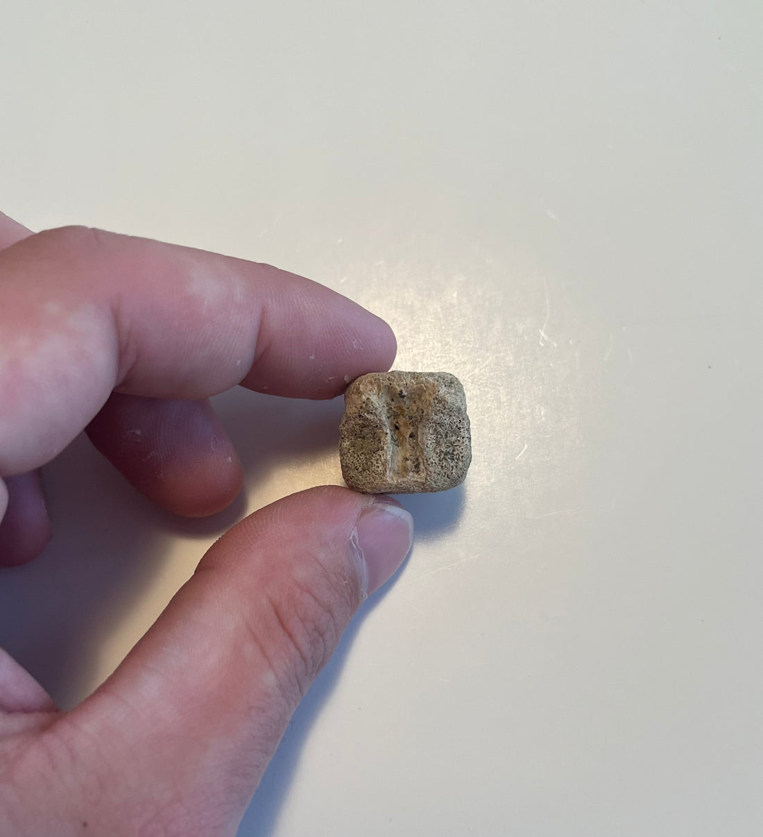 0.63" Hell Creek Fm Champsosaurus Vertebra