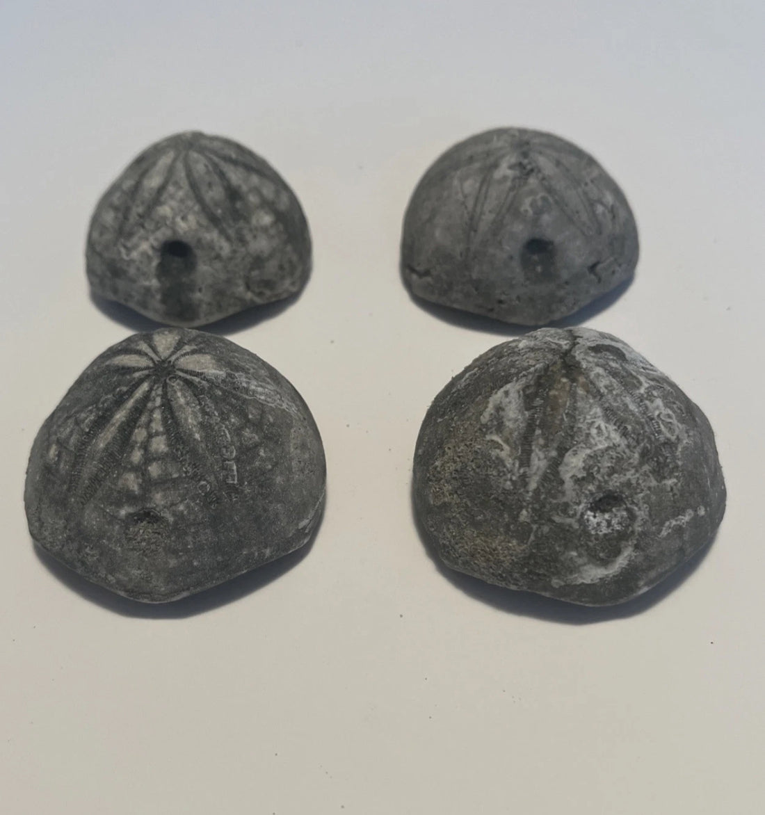 Holden Beach, NC Echinoid 4-pack