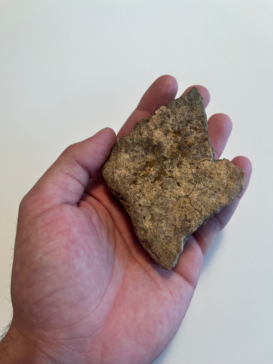 4.0" Hell Creek Fm Triceratops Frill Fragment